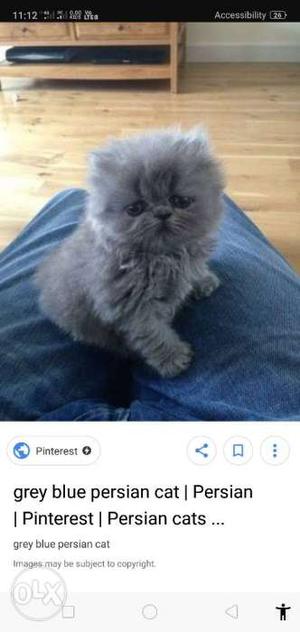Persian cat gray color for sale top quality cat