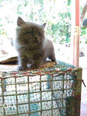 Persian cat kitten male,quality breed