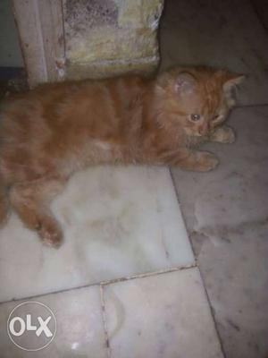 Persian cat male, doll face, 5months old toilet