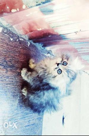 Persian cat male for sale two month opd
