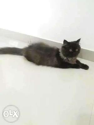 Persian cat male with good quality of fur black