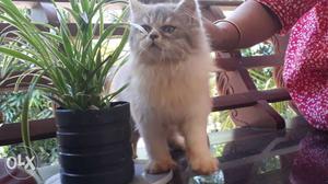 Persian, cat semipunch, male..3months good