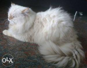 Persian cat white eyes