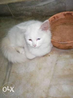 Persian female kitten, 3 months old