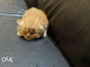 Persian kitten for sale 38 days msle and female