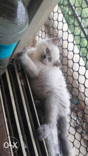 Persian kitten for sale...all types of colour n