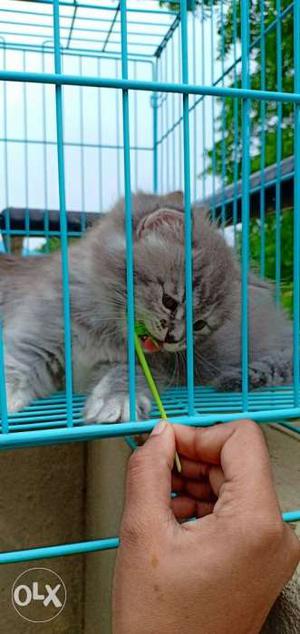 Persian kitten in  very active, lovable,