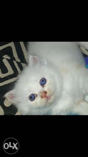 Persian kitten pure breed blue eyes pure white