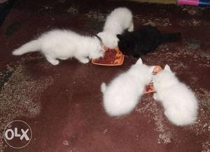 Persian kittens ready to go for new home fully trained.