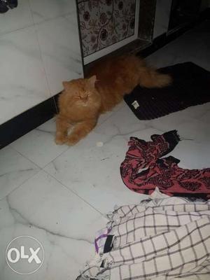 Persian male cat want to sell becoz moving to