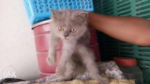 Persion Kitten available good fur quality