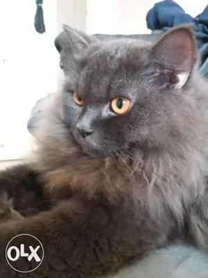 Persion cat 10 months old grey colour price