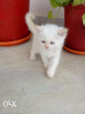 Persion cat for sell 1months old baby's