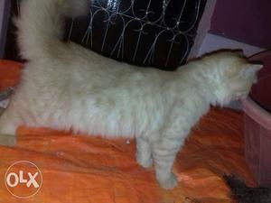 Persion cat good condition plz call me
