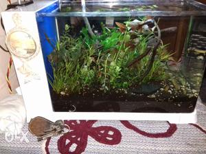 Plant Aquarium