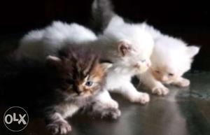 Pure Persian Home Breed Kitten available for