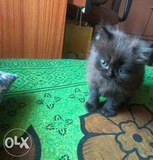 Pure Persian Kitten (male)