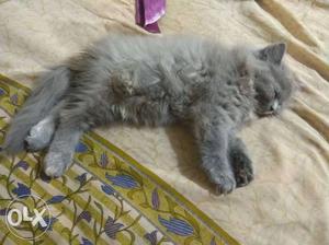 Pure Persian heavy bone triple coated Gray female kitten