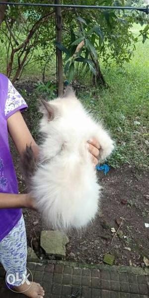 Pure Persian white Cat