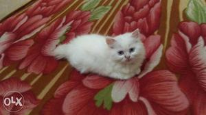 Pure parcian kitten female(tripal cot)