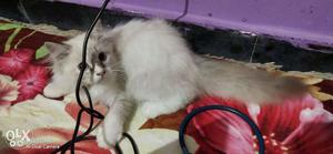 Pure persian fully health n play full 2month old