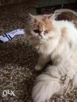 Pure persian punch face male 10months old