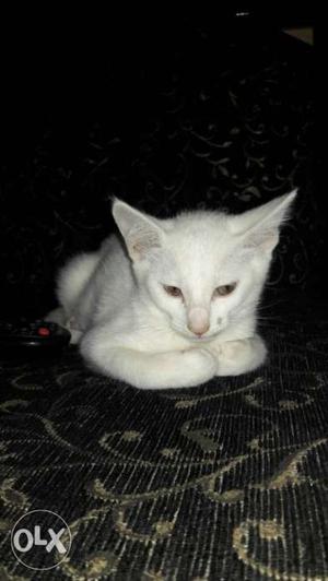 Pure white baby cats 2 months old fr sell