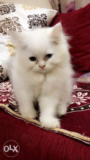 Pure white persian 55 days old male kitten
