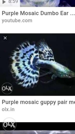 Purple Mosaic Guppy Fish Collage With Text Overlay