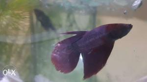 Purple Pet Fish