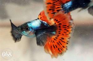 Purple red mosaic guppies for sale Serious buyers