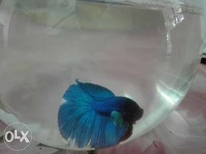 Quality betta fishes 200rs. wholesale also