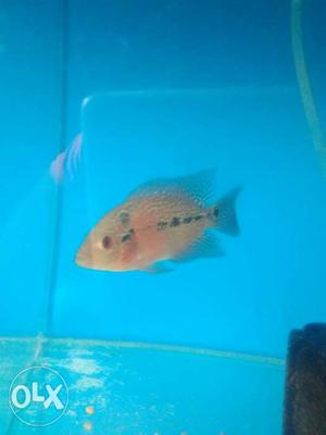 Red dragon flowerhorn want to sell urgent.