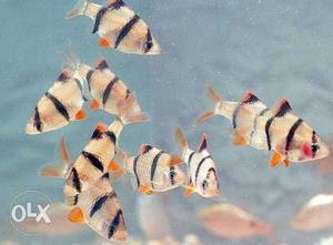 Shoal Of Silver-and-black Striped Fish