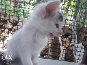 Short-coated White Kitten Blue eyes 35 days old ooty kittens