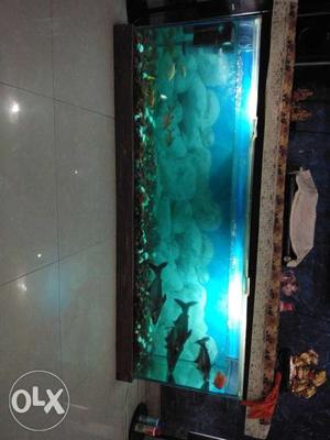 Six feet aquarium