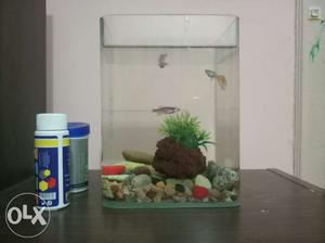Small fish tank. 30cm height ×10cm width.
