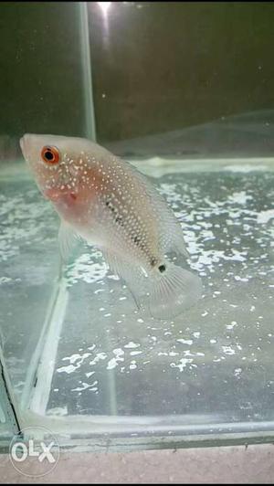 Srd Flowerhorn chiclid