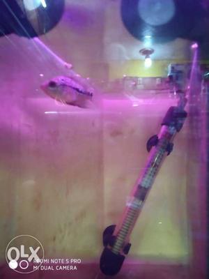 Starts from Rs.250 flowerhorn fish in