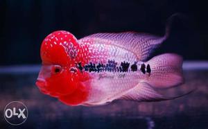 Super Red Dragon Flowerhorn Fish For Sale...