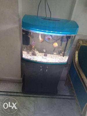 This is a moulded aquarium with 16 discus fish