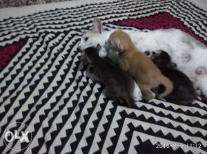 Three Black And Brown Kittens