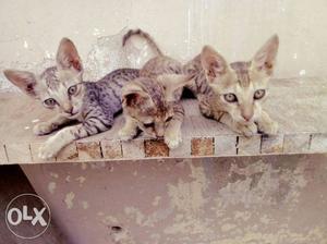 Three Short-coated Gray Kittens