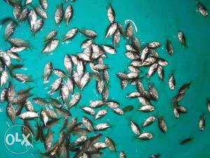 Tilapia seeds and nutter seeds available.