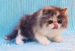 Tri-color Persian Kitten