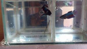 Two Beta Fish with Fish Tank