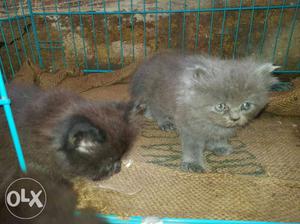 Two Black And Gray Persian Kittens