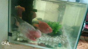 Two Pink And Gray Flowerhorn Fish