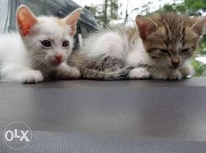 Two White And Silver Kittens