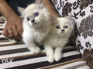 Two White Cats